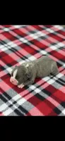 Lane-AKC, a male Boston Terrier for sale in Konawa, OK – 2 of 6