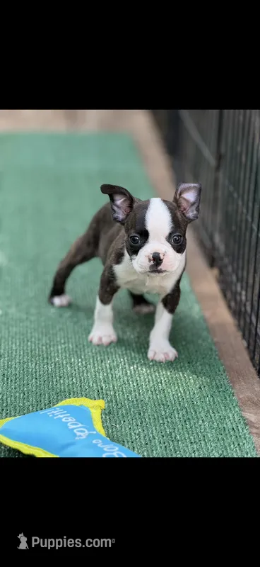 Tyson-AKC – Boston Terrier puppy for sale in Konawa, OK