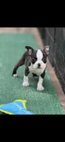 Tyson-AKC, a male Boston Terrier for sale in Konawa, OK – 1 of 10