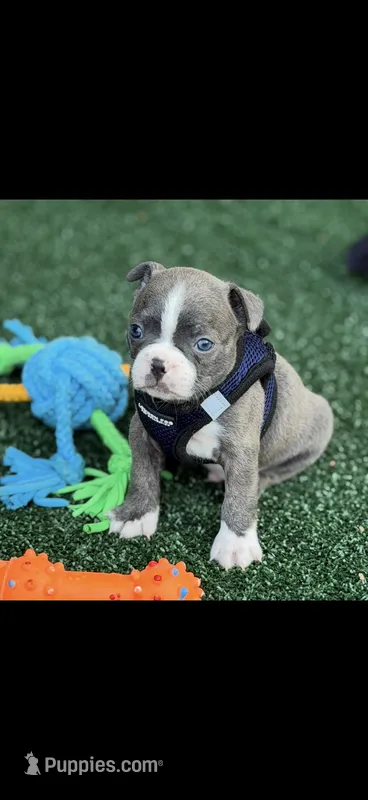 Lane-AKC – Boston Terrier puppy for sale in Konawa, OK