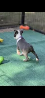 Avery-AKC, a female Boston Terrier for sale in Konawa, OK – 8 of 8