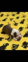 Watson-AKC, a male Boston Terrier for sale in Konawa, OK – 8 of 8