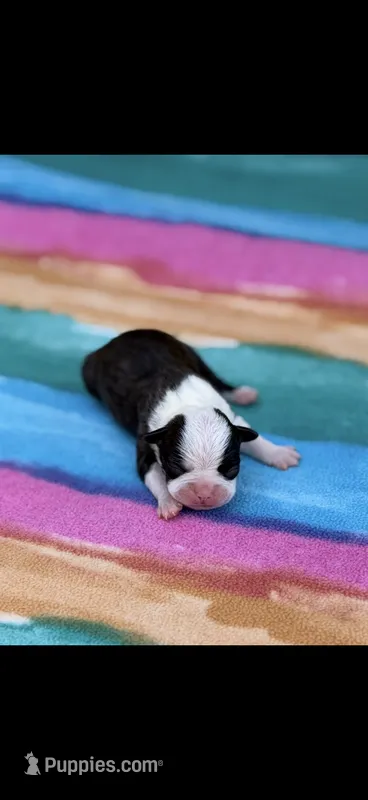 Marley-AKC – Boston Terrier puppy for sale in Konawa, OK