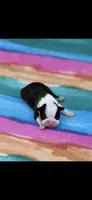 Marley-AKC, a female Boston Terrier for sale in Konawa, OK – 1 of 5