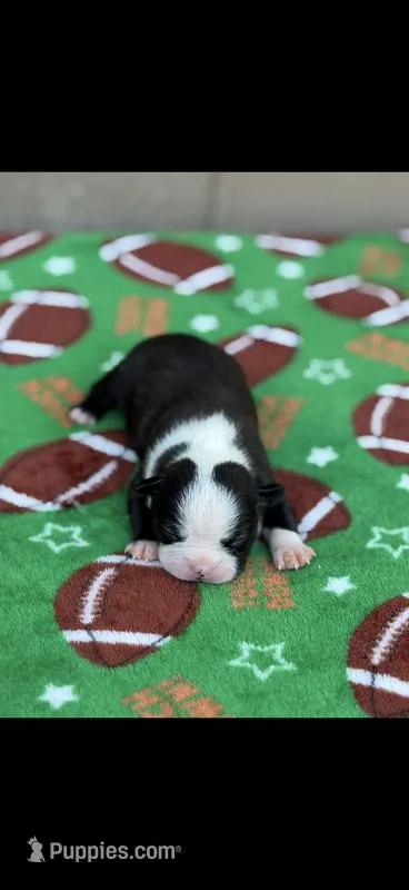 Wyatt-AKC – Boston Terrier puppy for sale in Konawa, OK