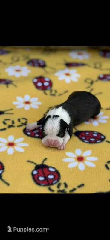 Maggie-AKC – Boston Terrier puppy on hold in Konawa, OK