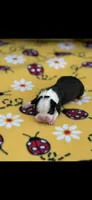 Maggie-AKC, a female Boston Terrier for sale in Konawa, OK – 1 of 5