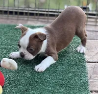 Coco-AKC, a male Boston Terrier for sale in Konawa, OK – 8 of 10