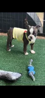 Lainey, a female Boston Terrier for sale in Konawa, OK – 6 of 10
