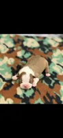 Tucker-AKC, a male Boston Terrier for sale in Konawa, OK – 6 of 6