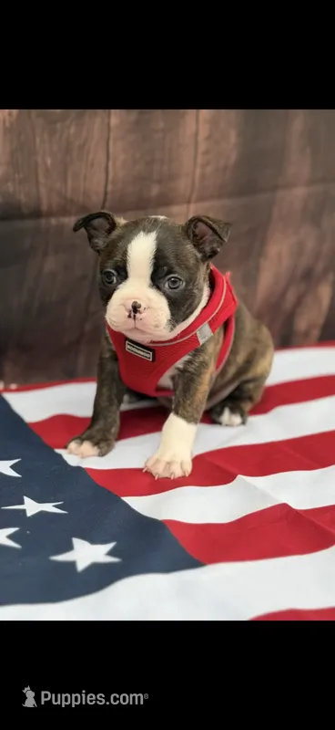 Alan-AKC – Boston Terrier puppy for sale in Konawa, OK