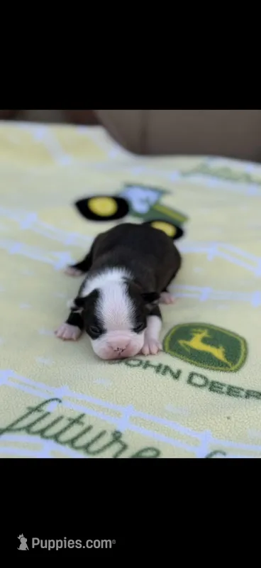 Max-AKC – Boston Terrier puppy for sale in Konawa, OK