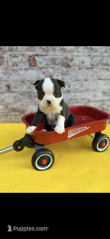 Max-AKC – Boston Terrier puppy for sale in Konawa, OK
