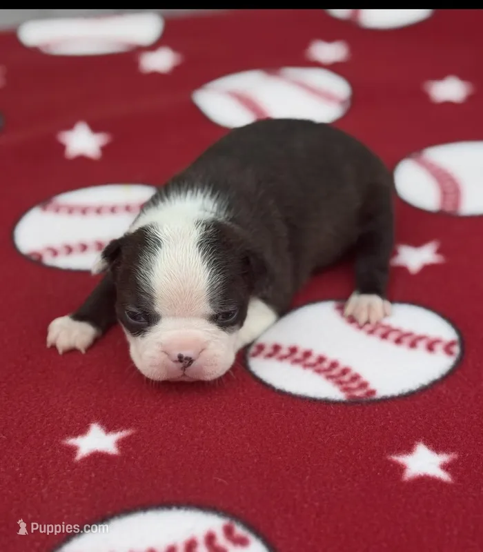Max-AKC – Boston Terrier puppy for sale in Konawa, OK