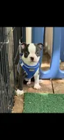 Max-AKC, a male Boston Terrier for sale in Konawa, OK – 8 of 10