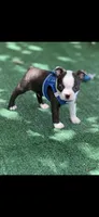 Max-AKC, a male Boston Terrier for sale in Konawa, OK – 7 of 10