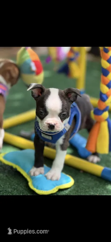 Max-AKC – Boston Terrier puppy for sale in Konawa, OK