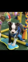 Max-AKC, a male Boston Terrier for sale in Konawa, OK – 2 of 10