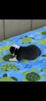 Max-AKC, a male Boston Terrier for sale in Konawa, OK – Photo 3 of 6