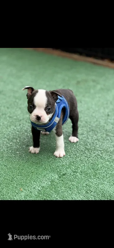 Max-AKC – Boston Terrier puppy for sale in Konawa, OK