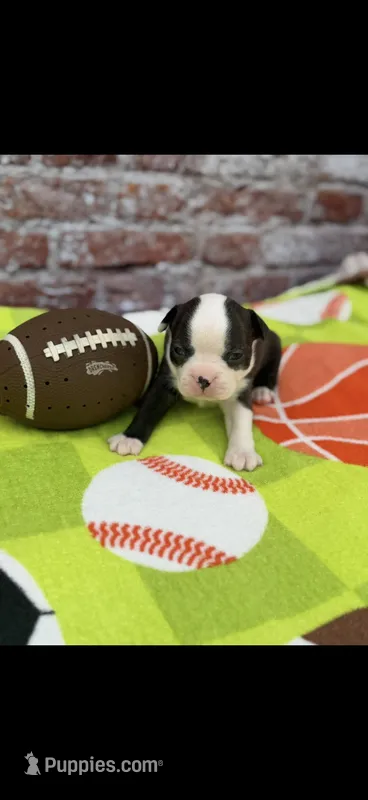 Max-AKC – Boston Terrier puppy for sale in Konawa, OK