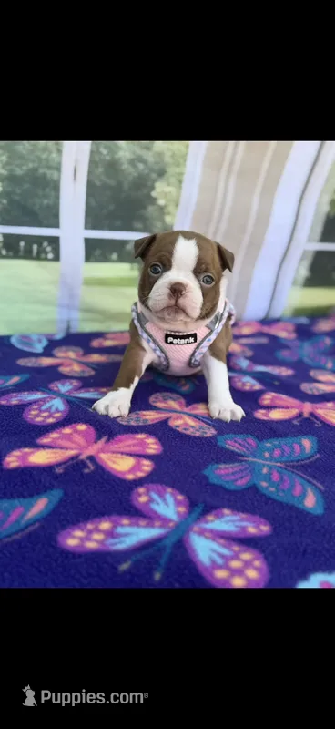 Annie-akc – Boston Terrier puppy for sale in Konawa, OK