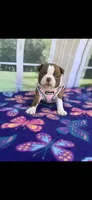 Annie-akc, a female Boston Terrier for sale in Konawa, OK – 1 of 10