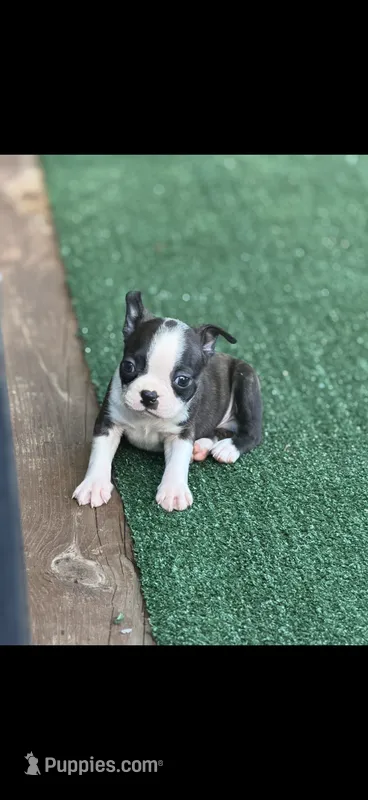 Winston-AKC – Boston Terrier puppy for sale in Konawa, OK