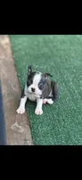 Winston-AKC, a male Boston Terrier for sale in Konawa, OK – 4 of 10