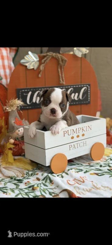 Coco-AKC – Boston Terrier puppy for sale in Konawa, OK