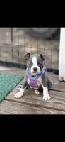 Jasmine-AKC, a female Boston Terrier for sale in Konawa, OK – 3 of 8