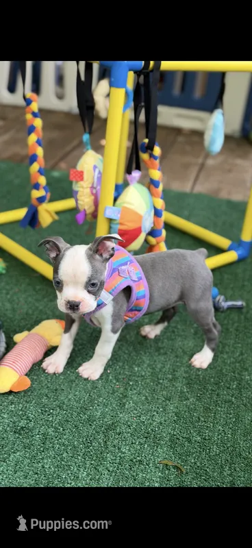 Chrissy-AKC – Boston Terrier puppy for sale in Konawa, OK
