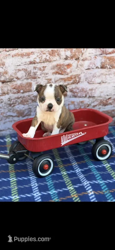 Watson-AKC – Boston Terrier puppy for sale in Konawa, OK