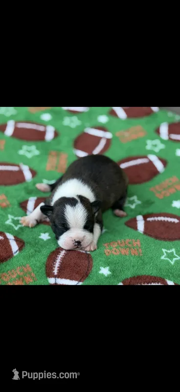 Jace-AKC – Boston Terrier puppy for sale in Konawa, OK
