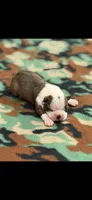 Watson-AKC, a male Boston Terrier for sale in Konawa, OK – 2 of 8