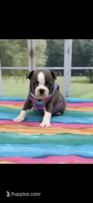 Jasmine-AKC – Boston Terrier puppy for sale in Konawa, OK