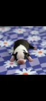 Dolly-AKC, a female Boston Terrier for sale in Konawa, OK – 9 of 9
