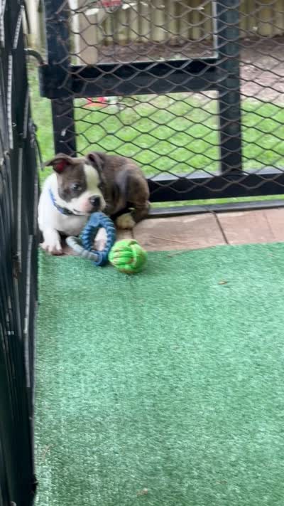 Wade-AKC, a male Boston Terrier for sale in Konawa, OK – 7 of 8