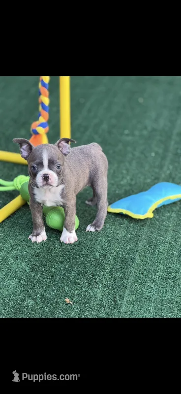 Lane-AKC – Boston Terrier puppy for sale in Konawa, OK