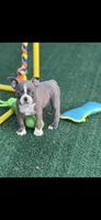 Lane-AKC, a male Boston Terrier for sale in Konawa, OK – 1 of 10