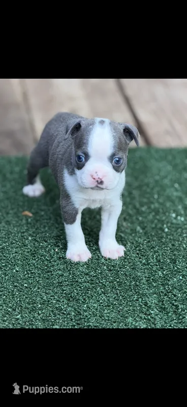 Avery-AKC – Boston Terrier puppy for sale in Konawa, OK
