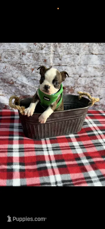 Tyson-AKC – Boston Terrier puppy for sale in Konawa, OK