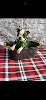 Tyson-AKC, a male Boston Terrier for sale in Konawa, OK – 1 of 9