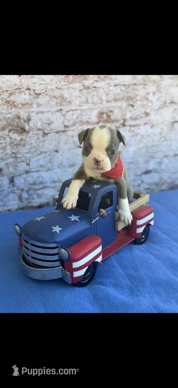 Jesse-AKC – Boston Terrier puppy for sale in Konawa, OK