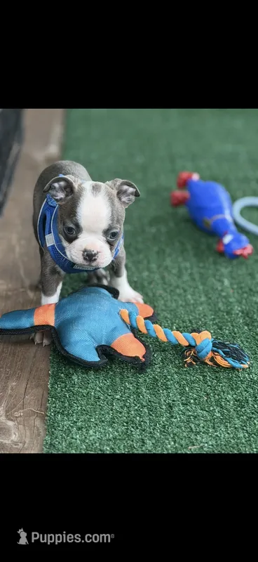 Jesse-AKC – Boston Terrier puppy for sale in Konawa, OK