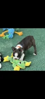 Jase-AKC, a male Boston Terrier for sale in Konawa, OK – 5 of 8