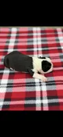 Charlie-AKC, a male Boston Terrier for sale in Konawa, OK – 7 of 7