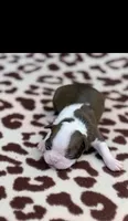 Reba-AKC, a female Boston Terrier for sale in Konawa, OK – 6 of 9
