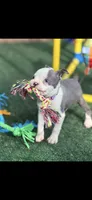 Emma-AKC, a female Boston Terrier for sale in Konawa, OK – 9 of 10