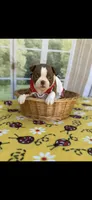 Annie-akc, a female Boston Terrier for sale in Konawa, OK – 2 of 10